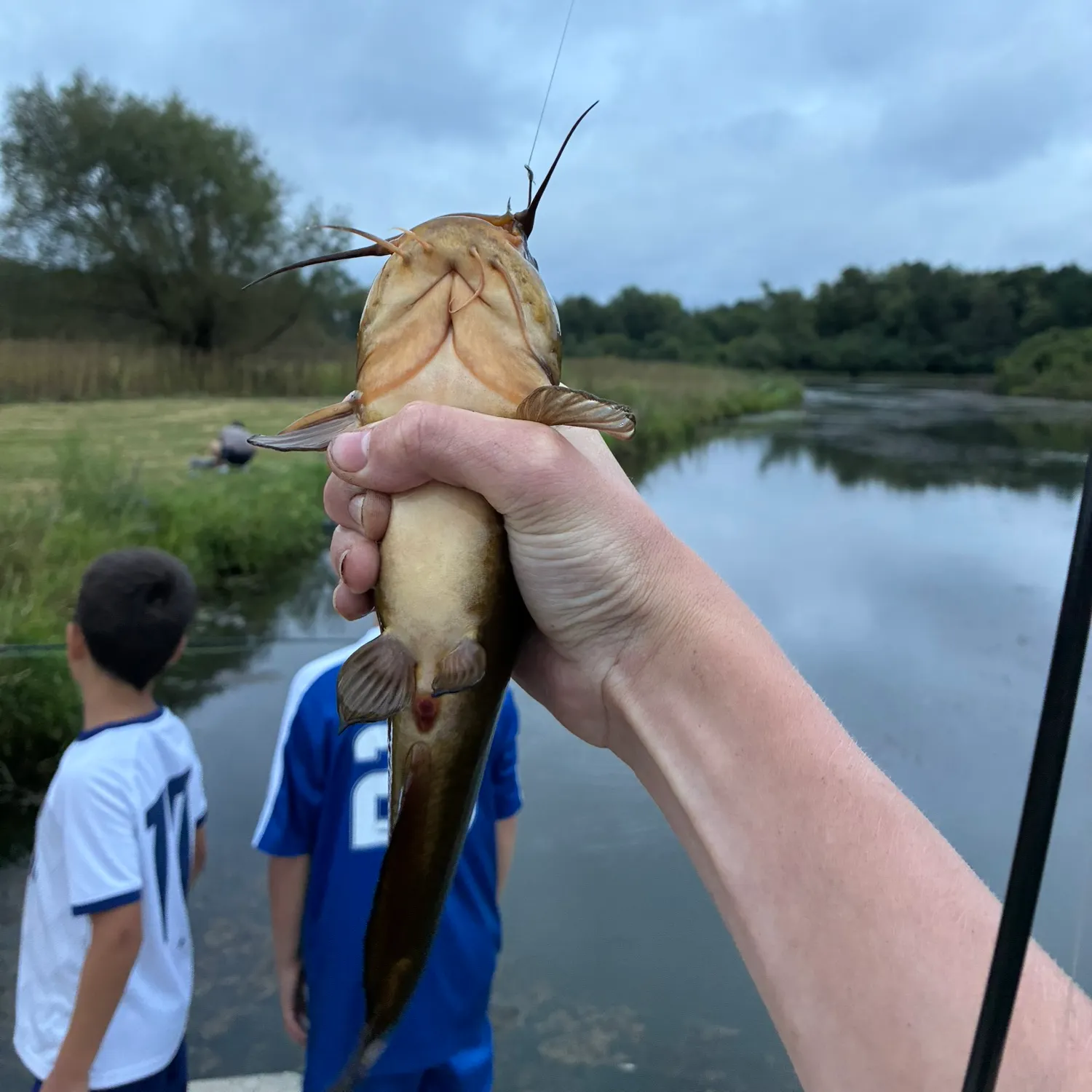 Black bullhead caught on Fishbrain