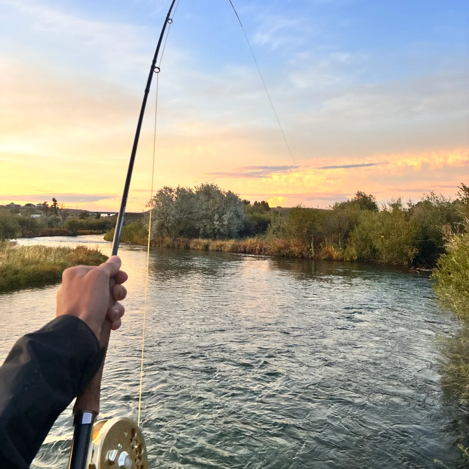 Brown trout caught on Fishbrain