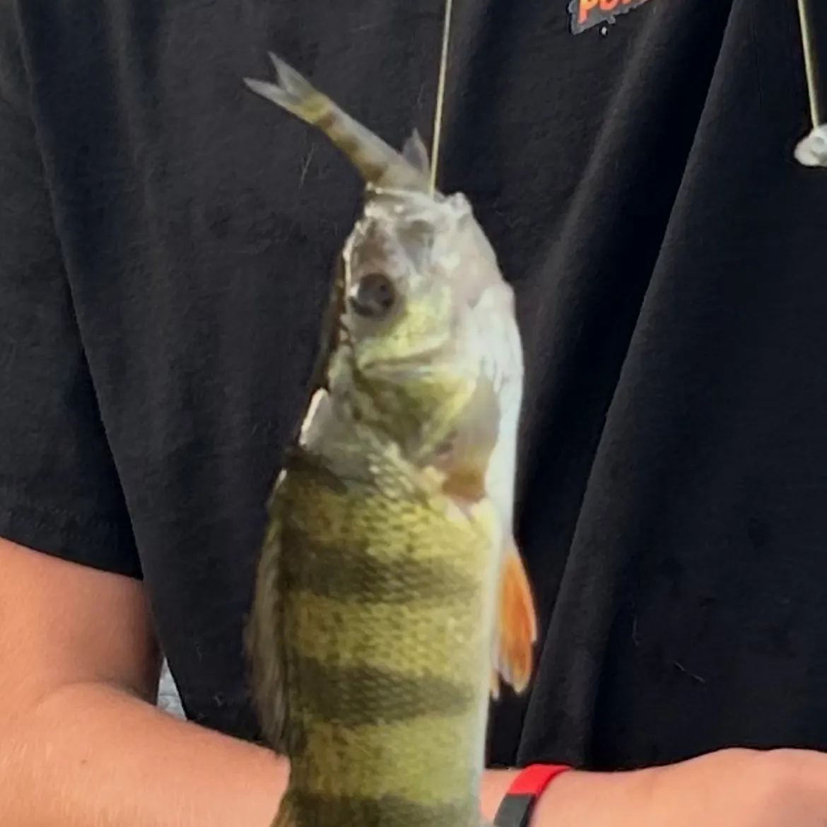 Yellow perch caught on Fishbrain