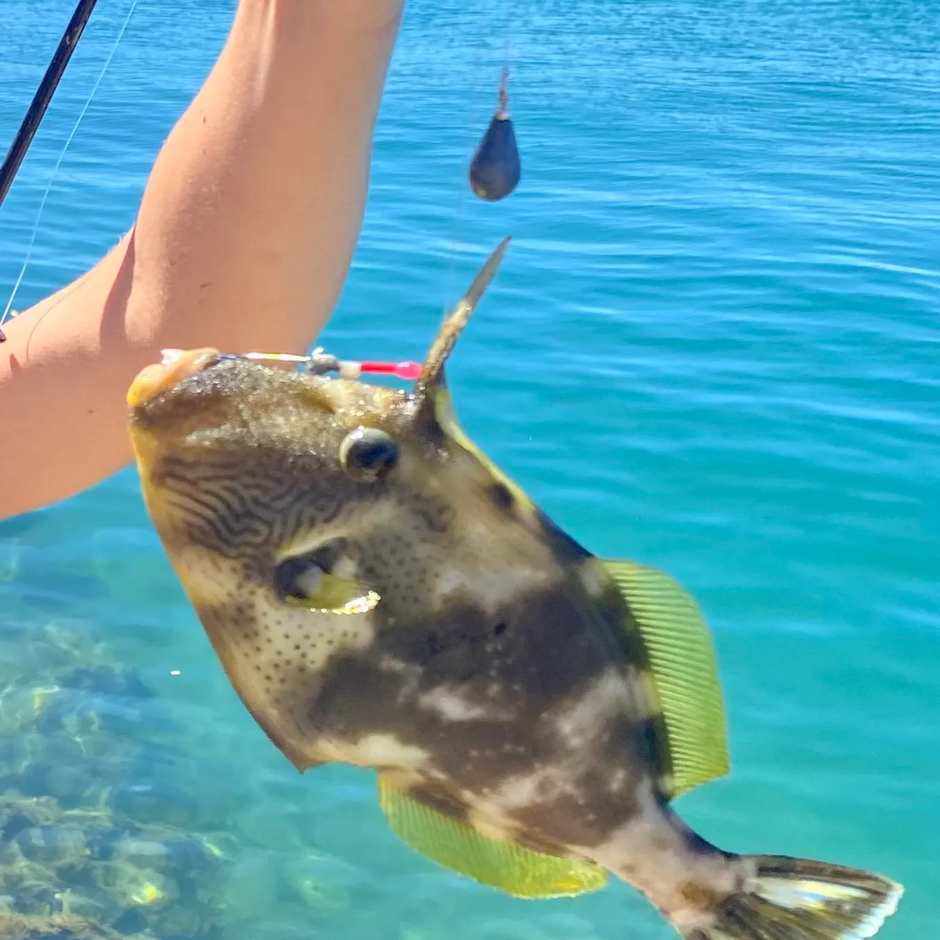 The most recent Yellowfin leatherjacket catches on Fishbrain