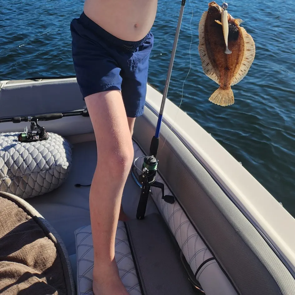 The most recent Starry flounder catches on Fishbrain