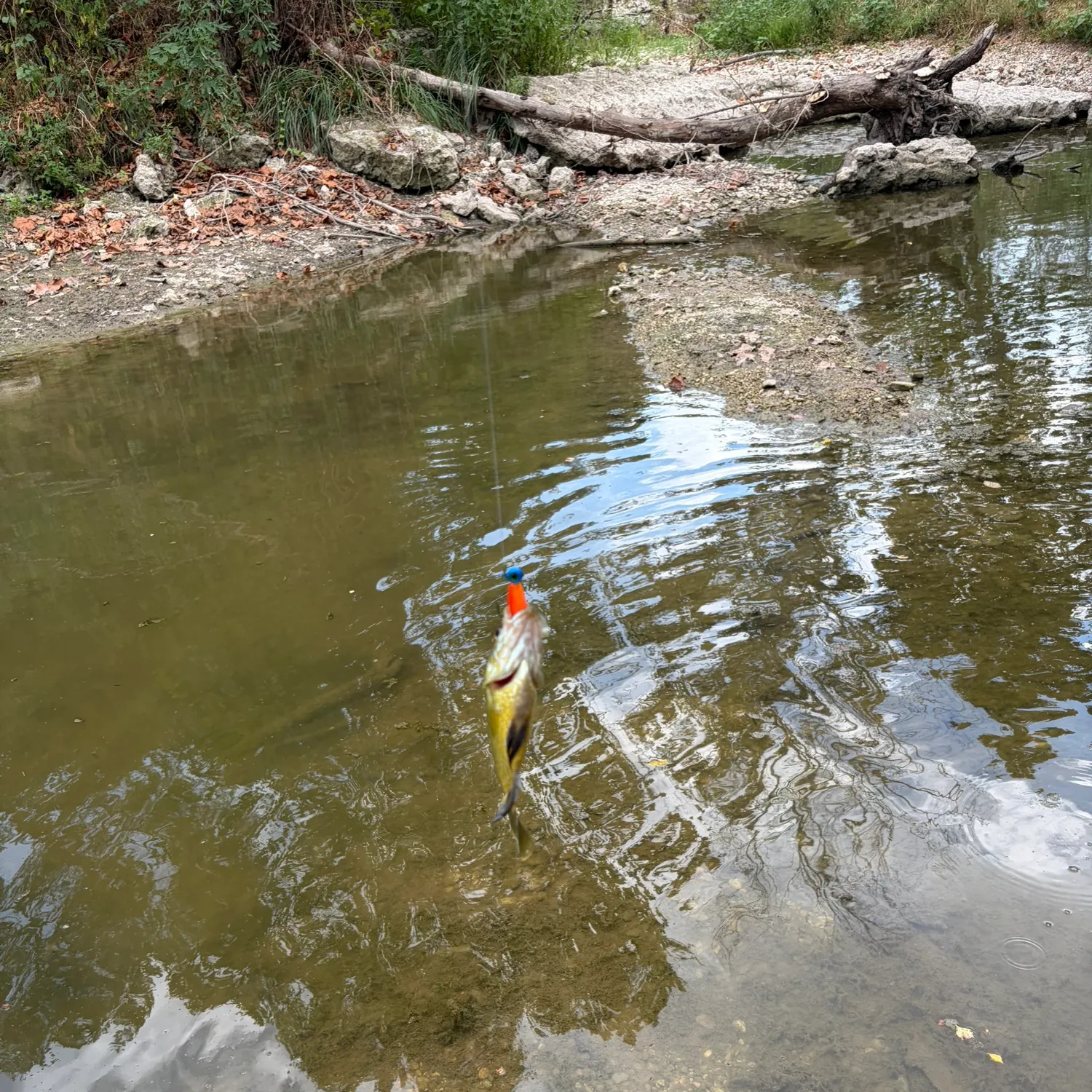 Bluegill caught on Fishbrain