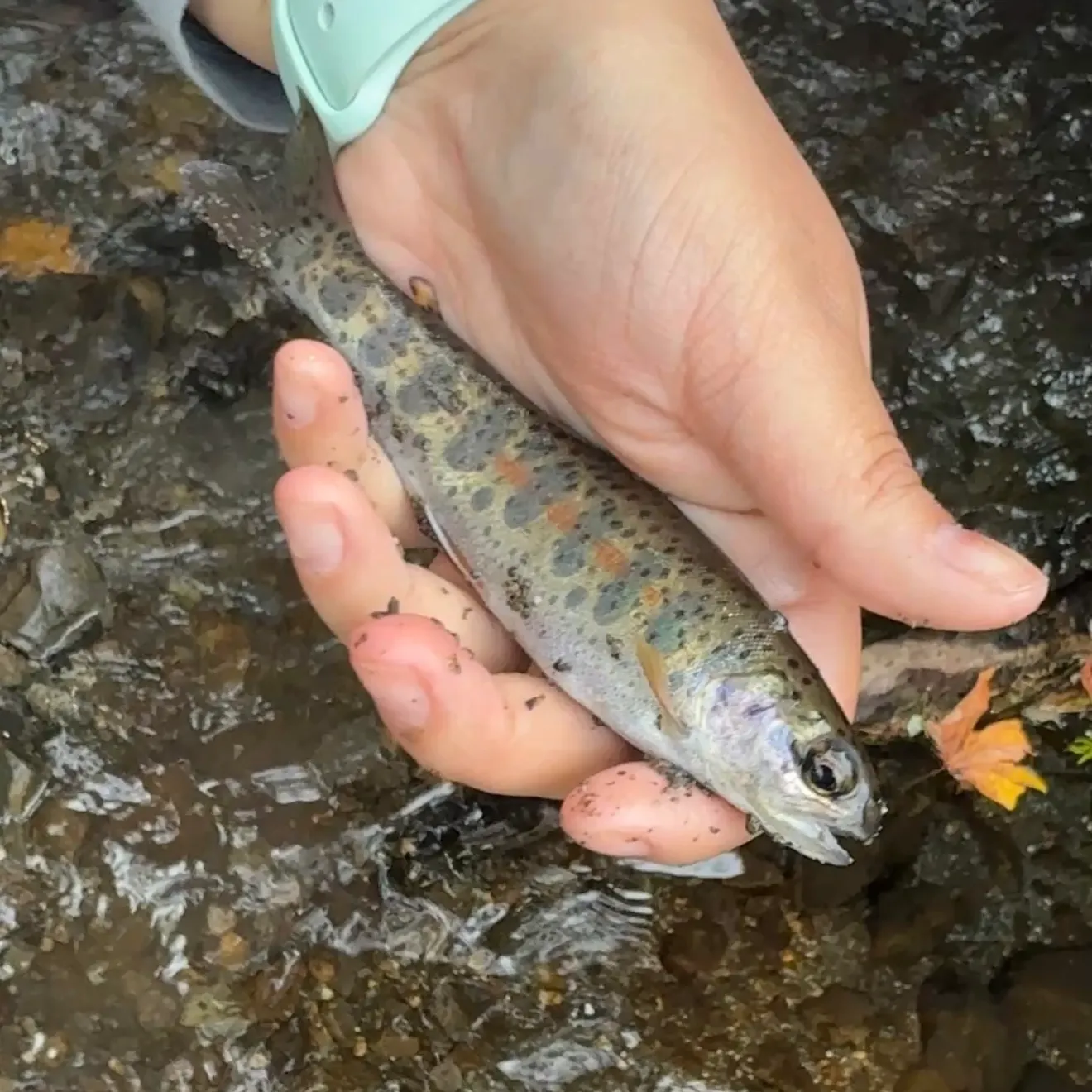 Rainbow trout caught on Fishbrain