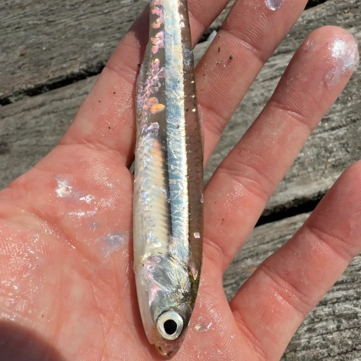 Broad-striped anchovy caught on Fishbrain