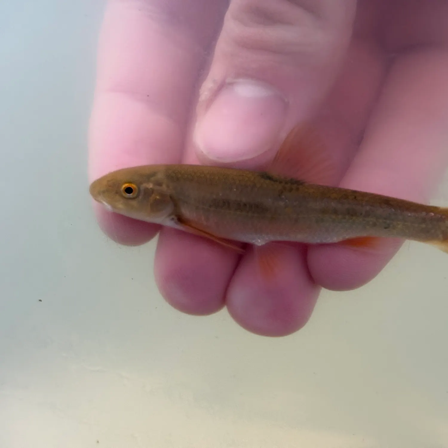 The most recent Central stoneroller catches on Fishbrain