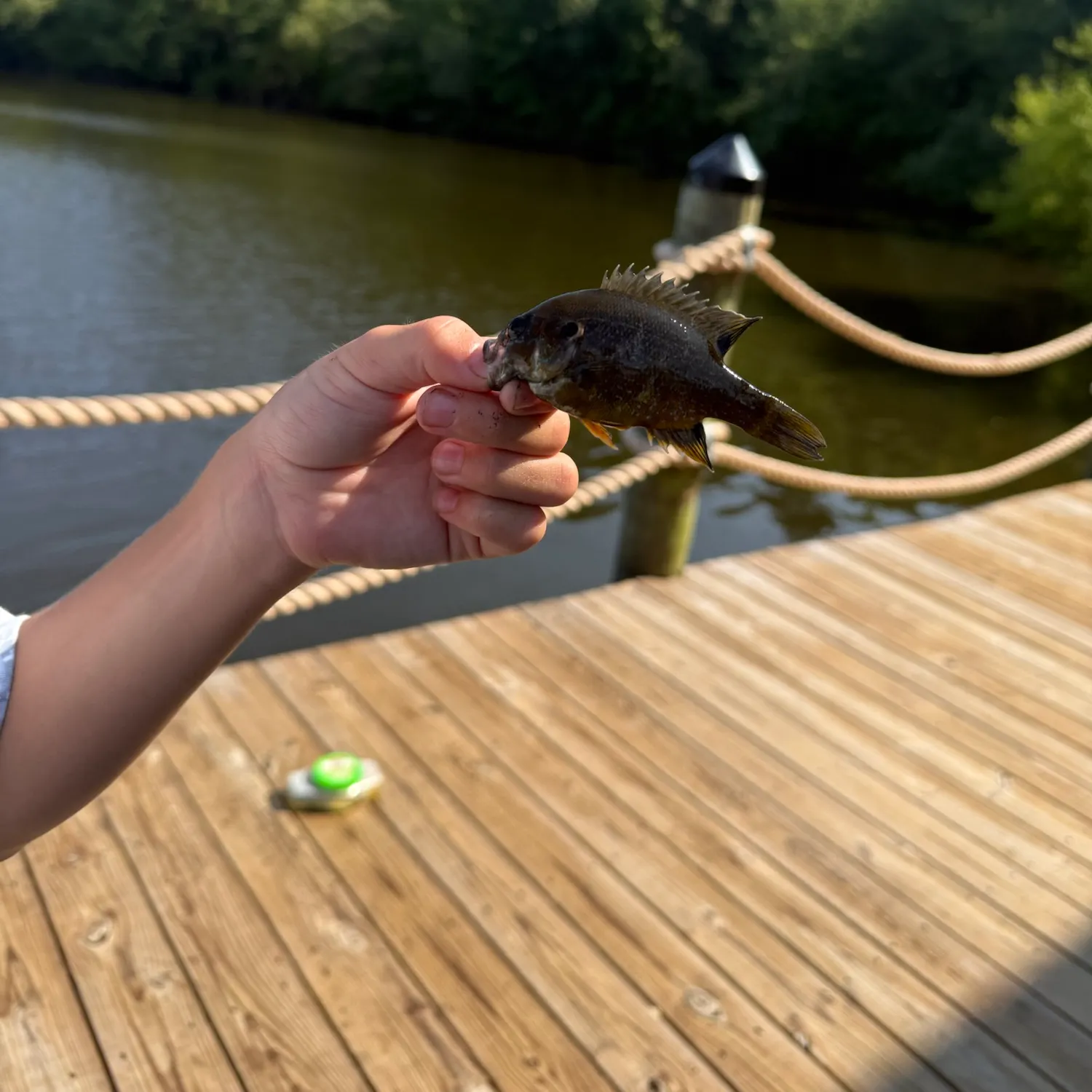 The most recent Bluegill catches on Fishbrain