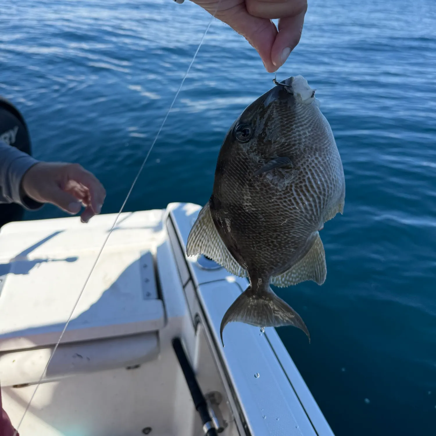 Grey triggerfish caught on Fishbrain