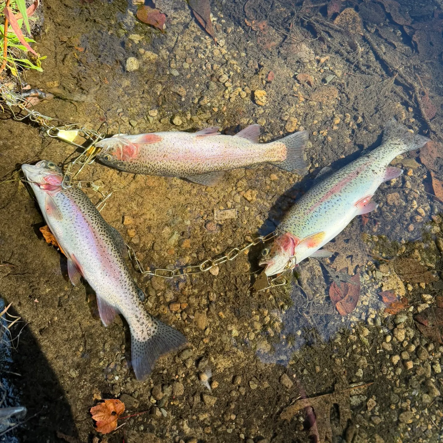 Rainbow trout caught on Fishbrain