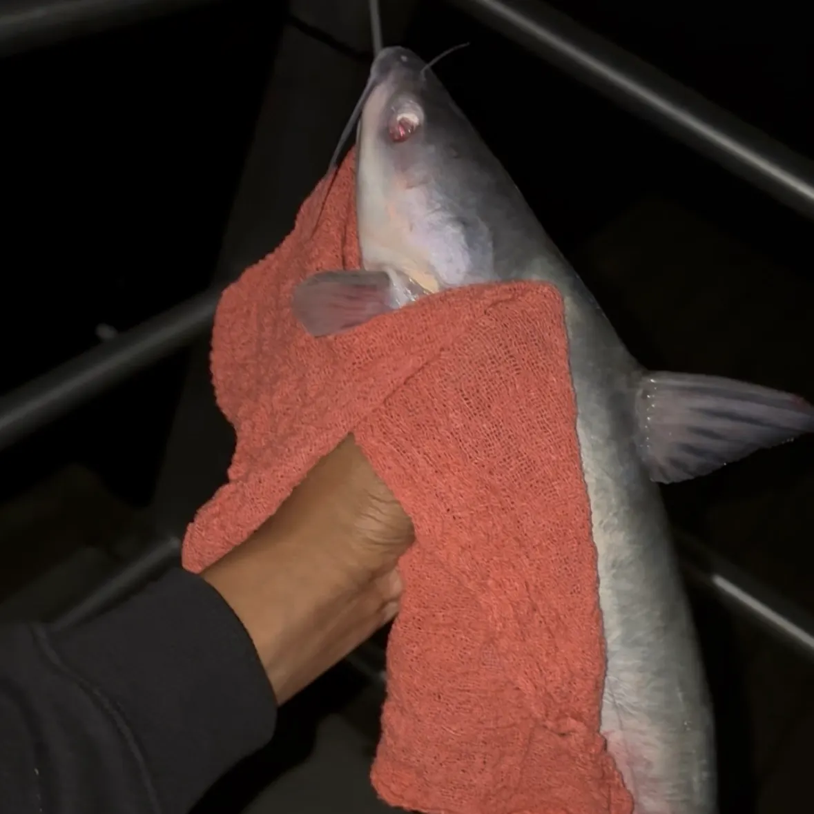 Blue catfish caught on Fishbrain
