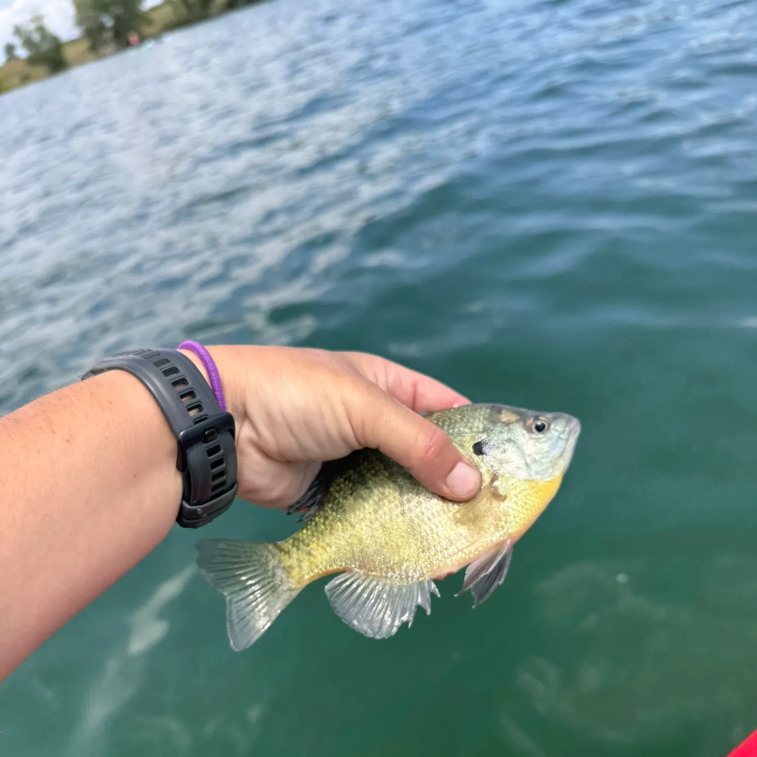 The most recent Bluegill catches on Fishbrain