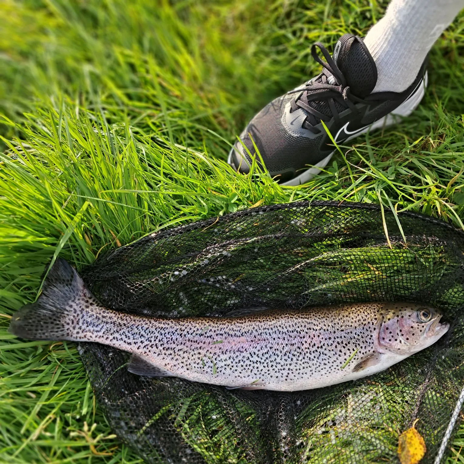 Rainbow trout caught on Fishbrain