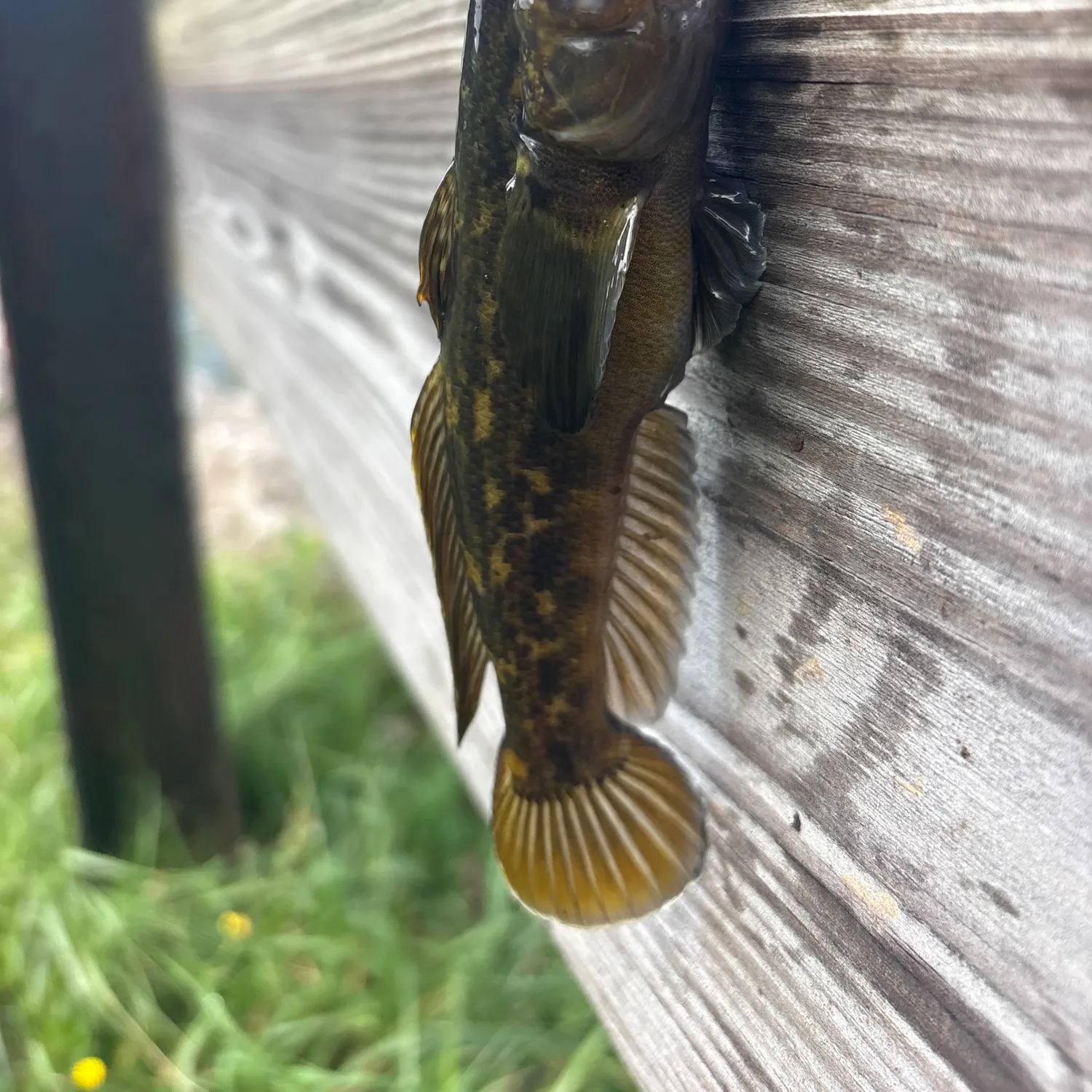 Round goby caught on Fishbrain