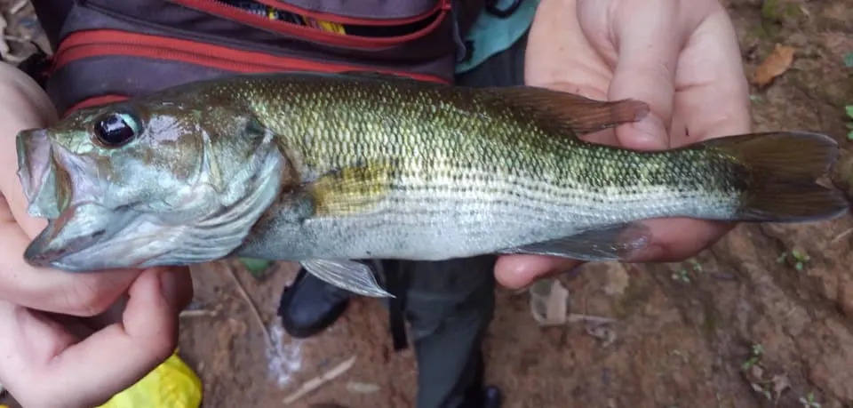 Cahaba Bass