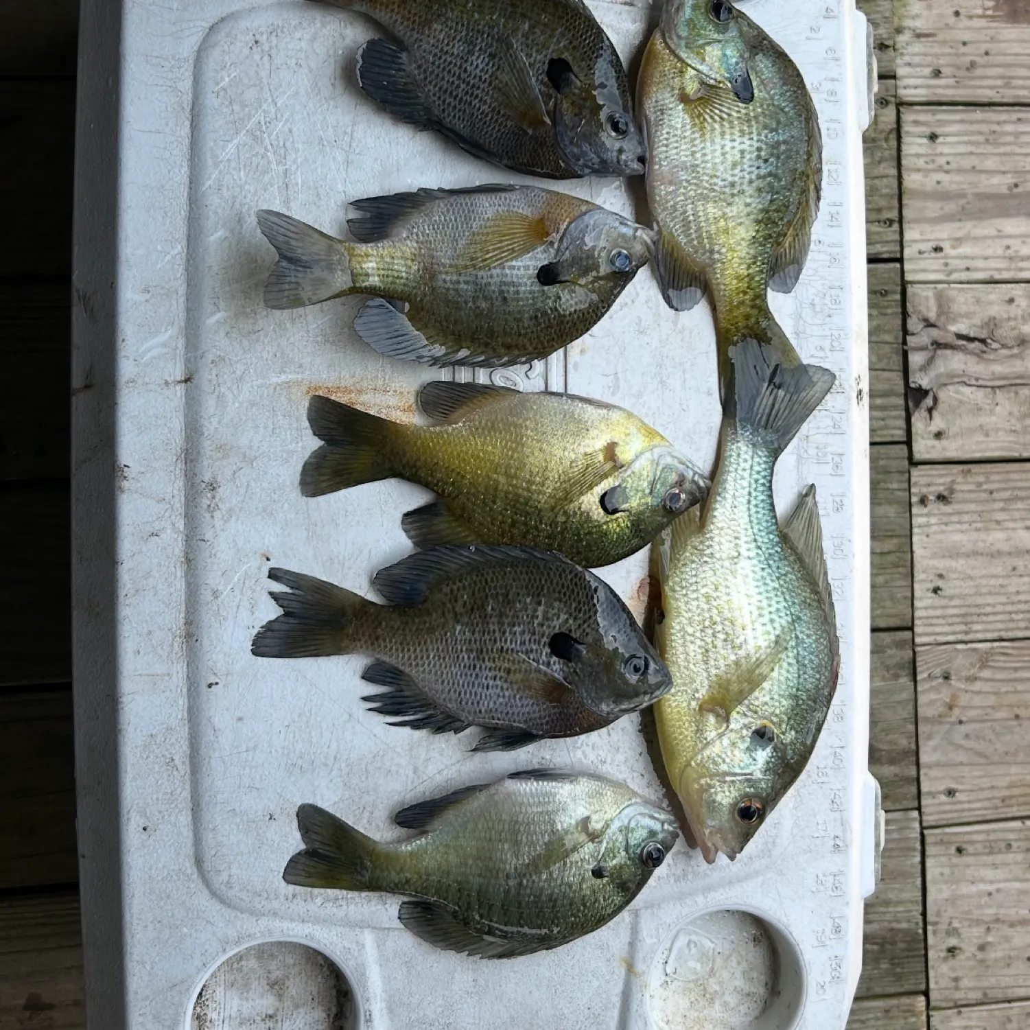 recently logged catches