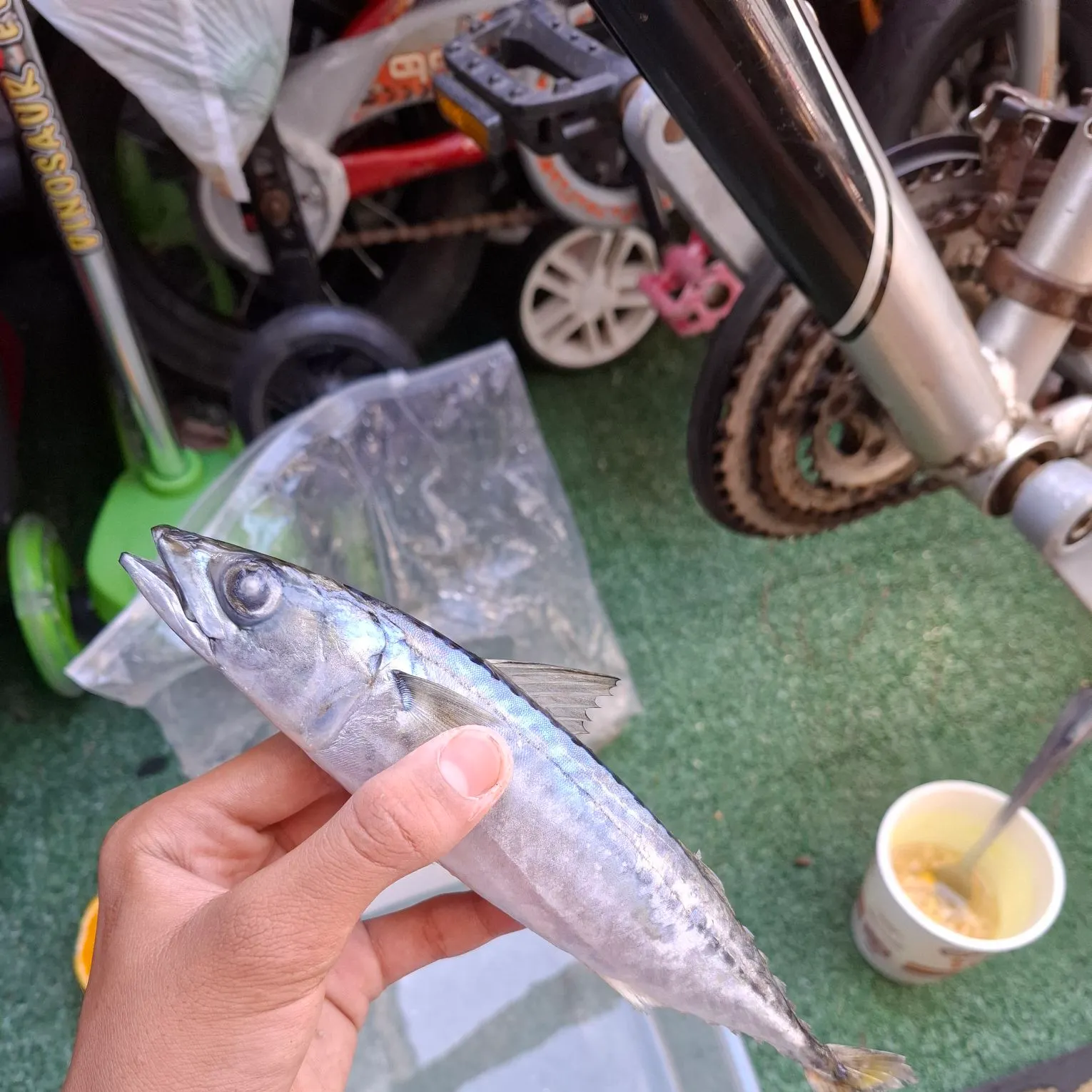 Pacific chub mackerel caught on Fishbrain
