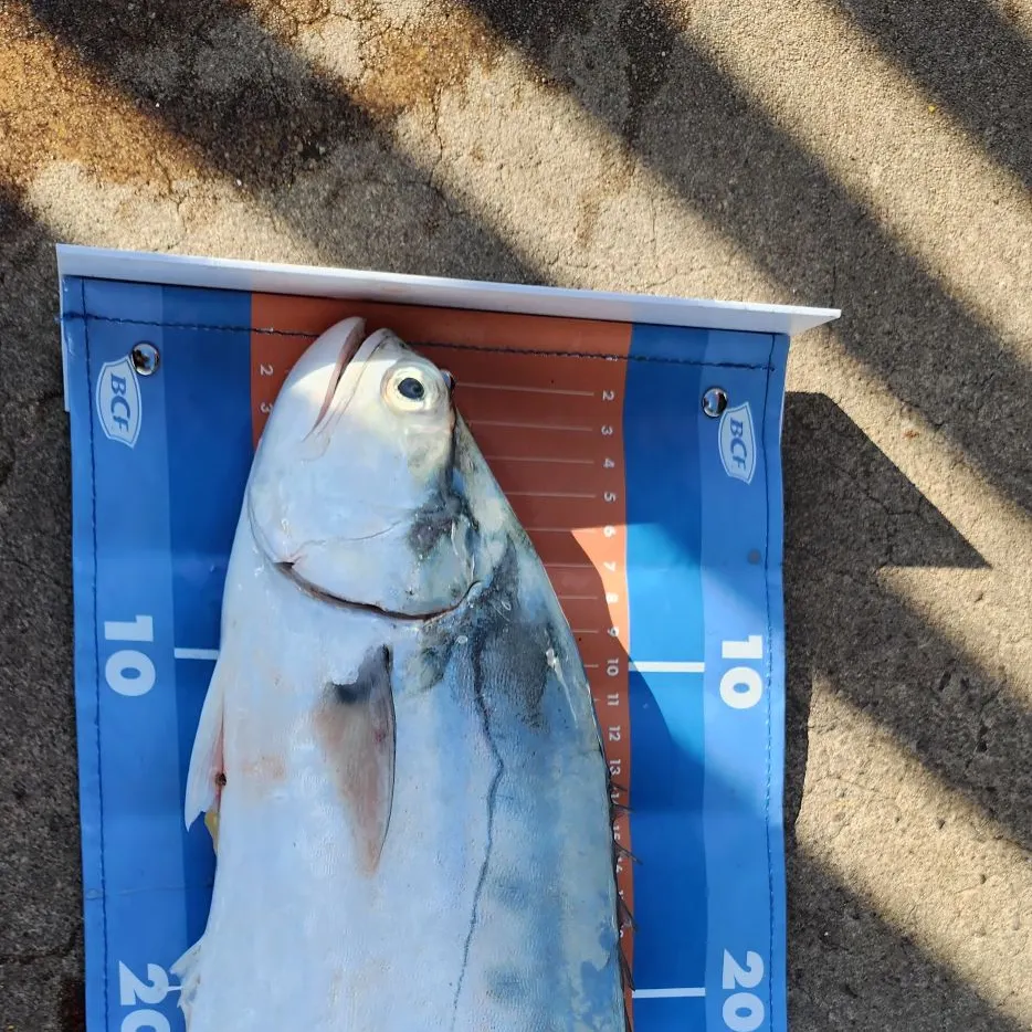 The most recent Talang queenfish catches on Fishbrain