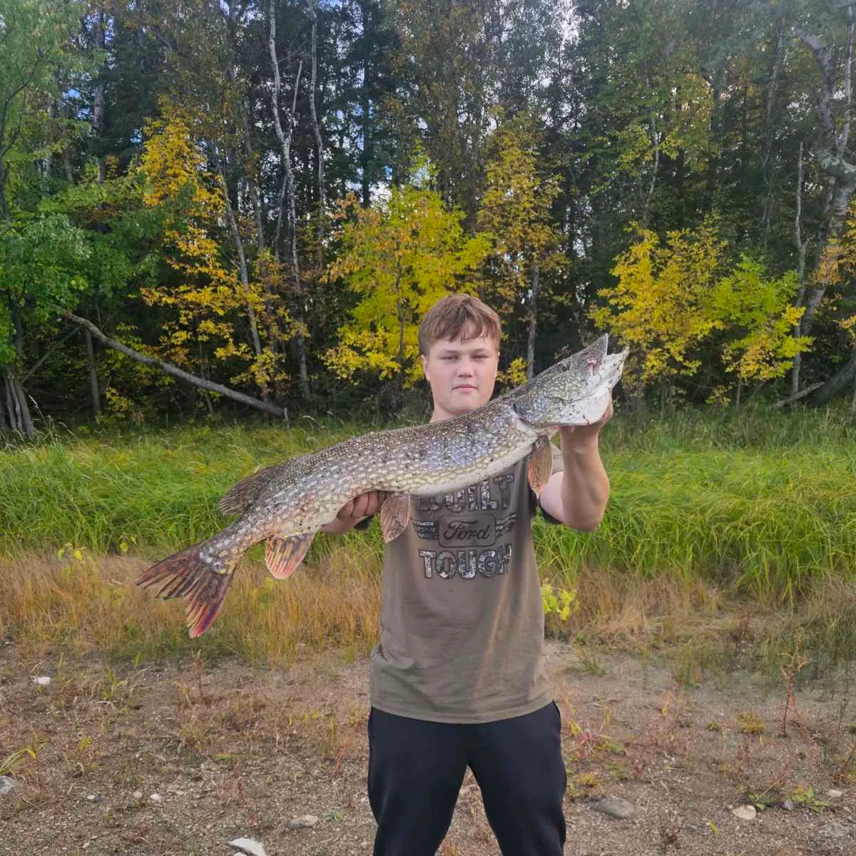 Northern pike caught on Fishbrain