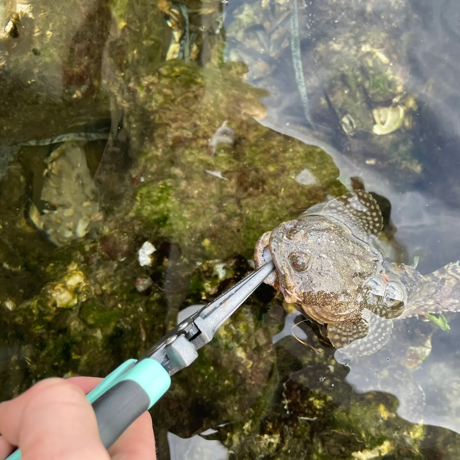 The most recent Oyster toadfish catches on Fishbrain
