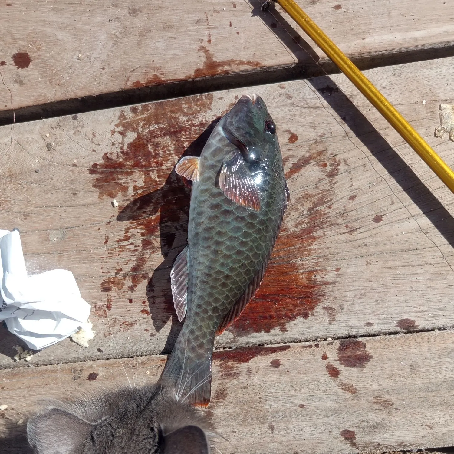 recently logged catches