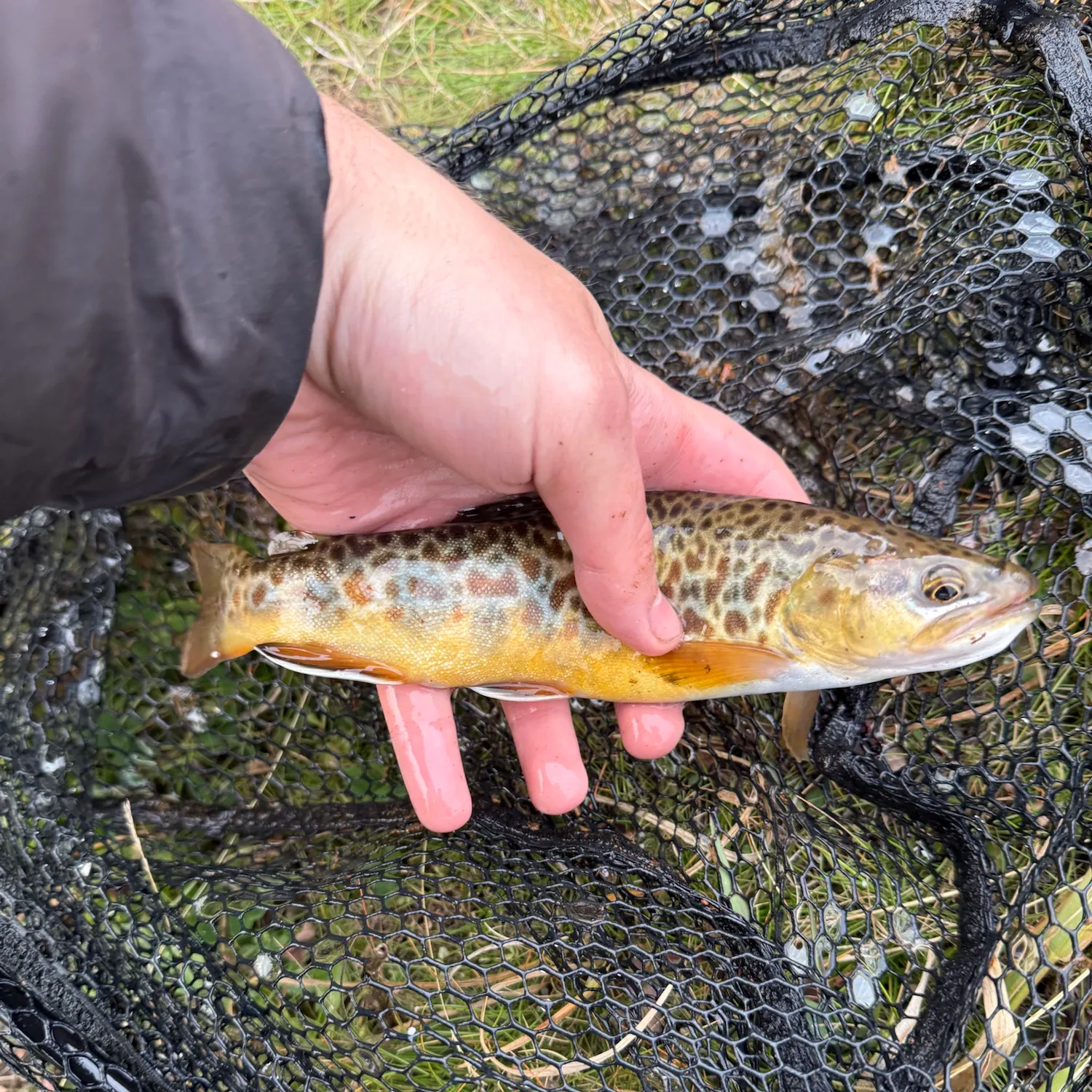 Tiger trout caught on Fishbrain