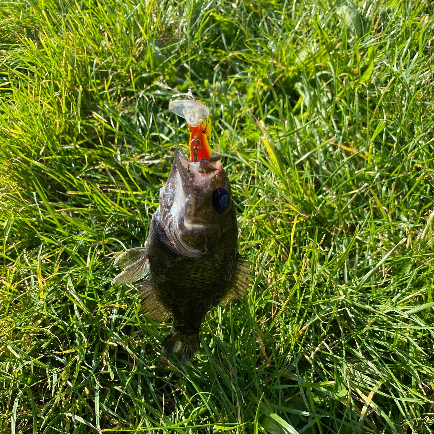 Smallmouth bass caught on Fishbrain