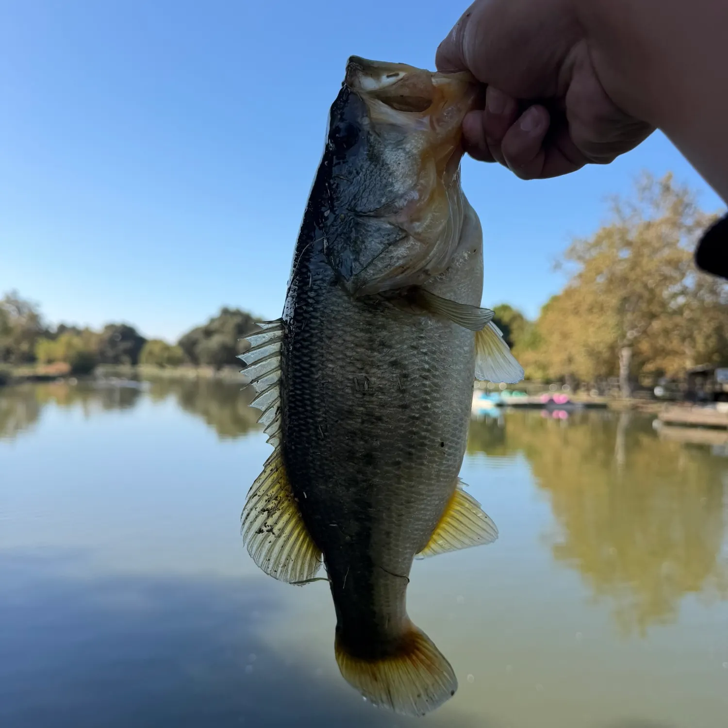The most recent Largemouth bass catches on Fishbrain