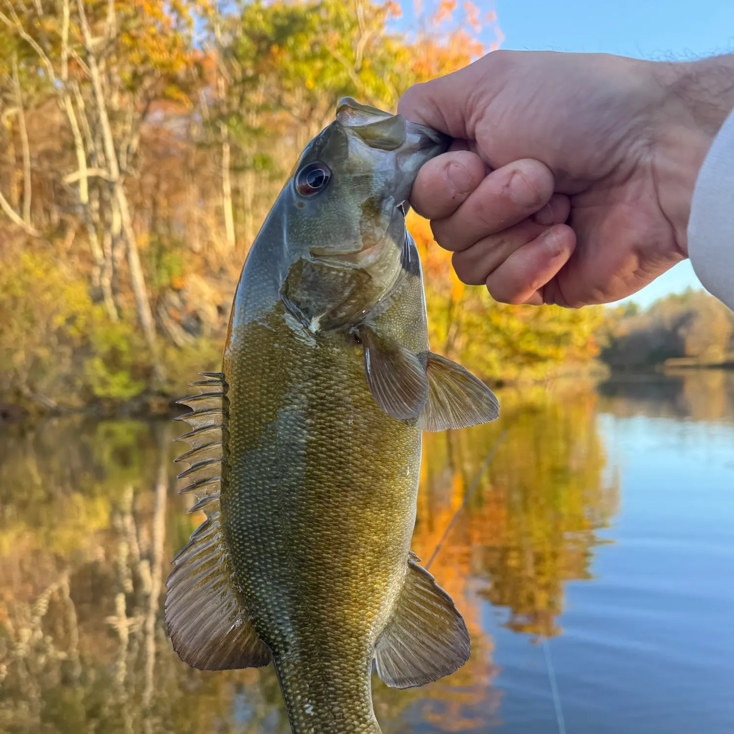 Smallmouth bass caught on Fishbrain