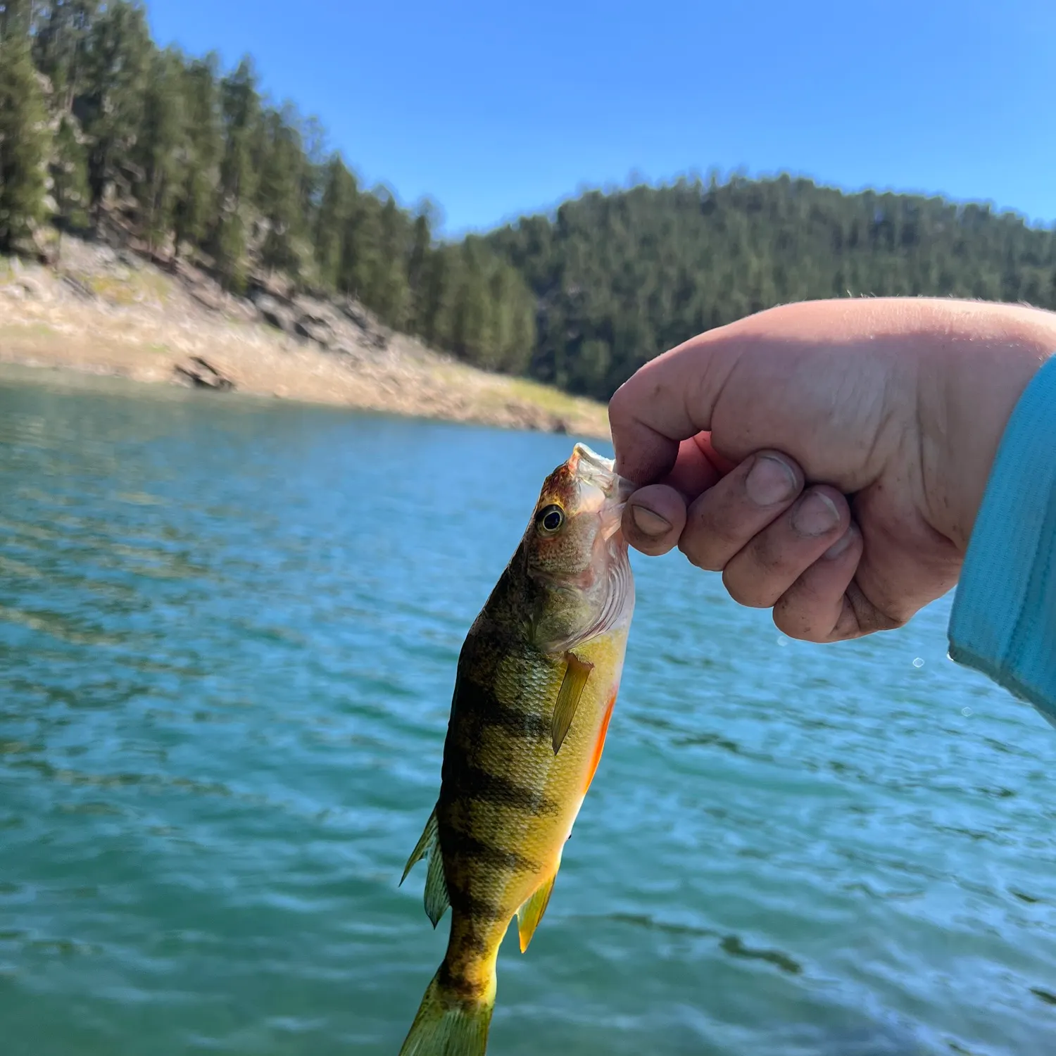 Yellow perch caught on Fishbrain