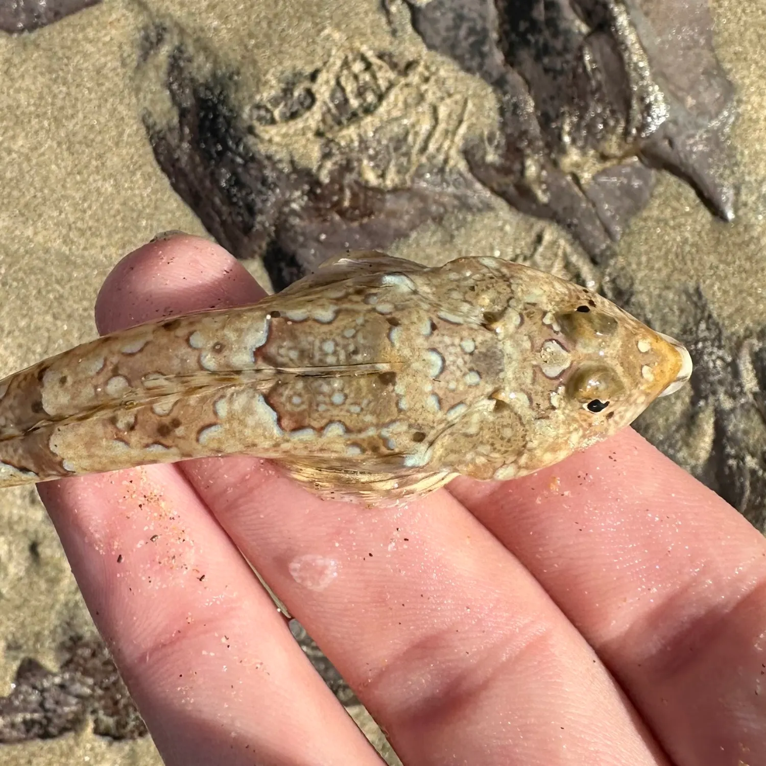 The most recent Common dragonet catches on Fishbrain