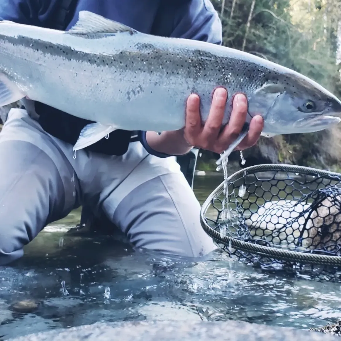 Steelhead caught on Fishbrain