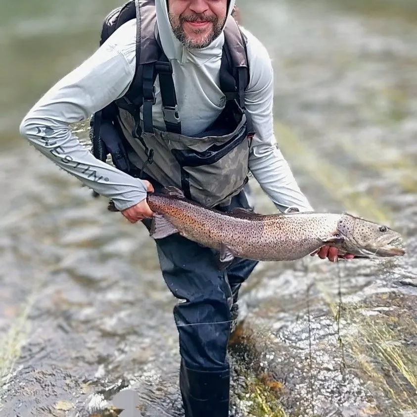 The most recent Huchen catches on Fishbrain