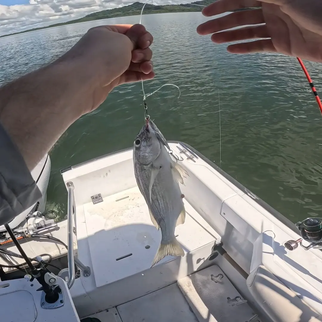 Yellowstripe grunt caught on Fishbrain