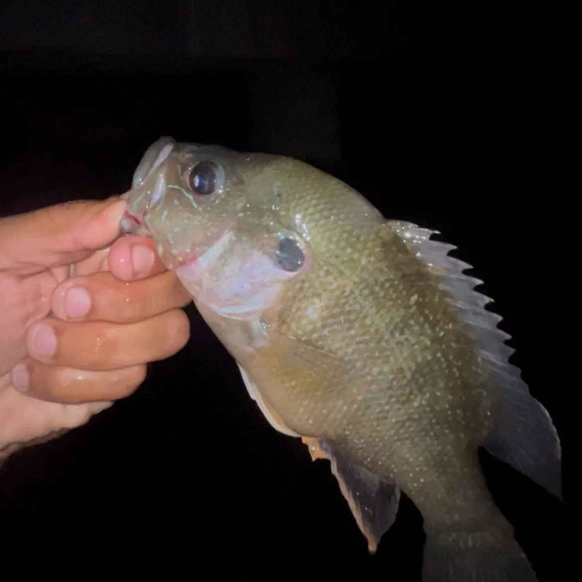 Green sunfish caught on Fishbrain