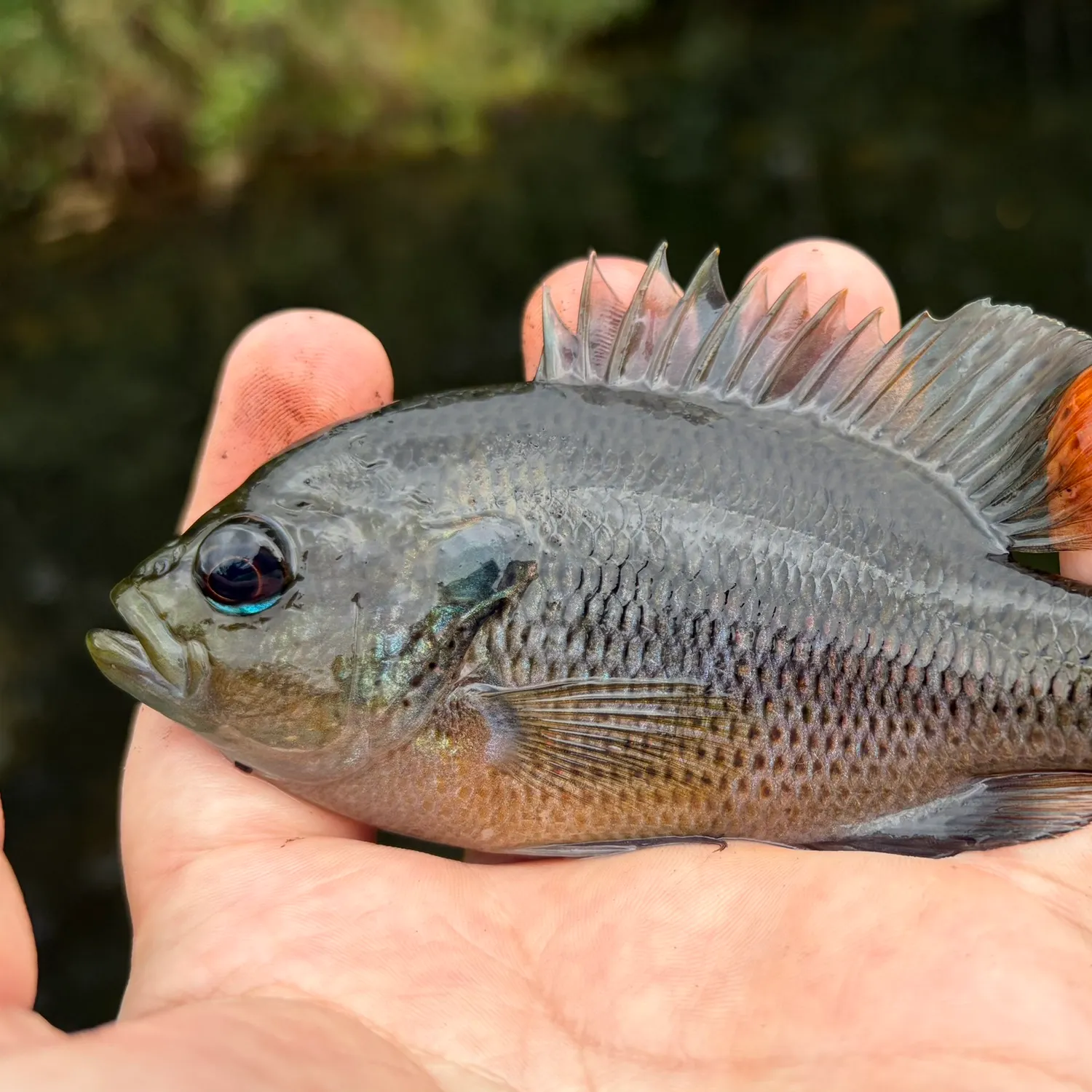 Spotted sunfish caught on Fishbrain