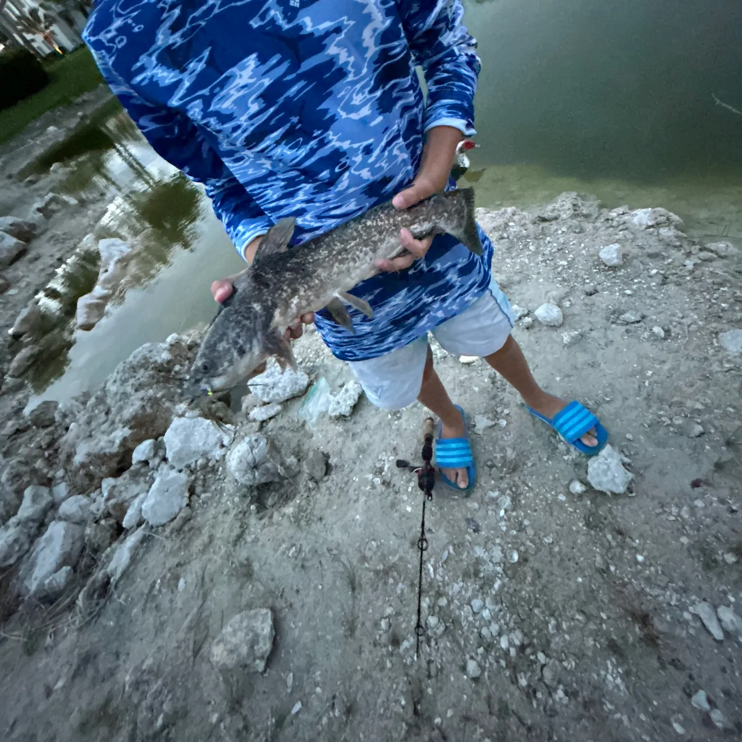 The most recent Spotted bullhead catches on Fishbrain