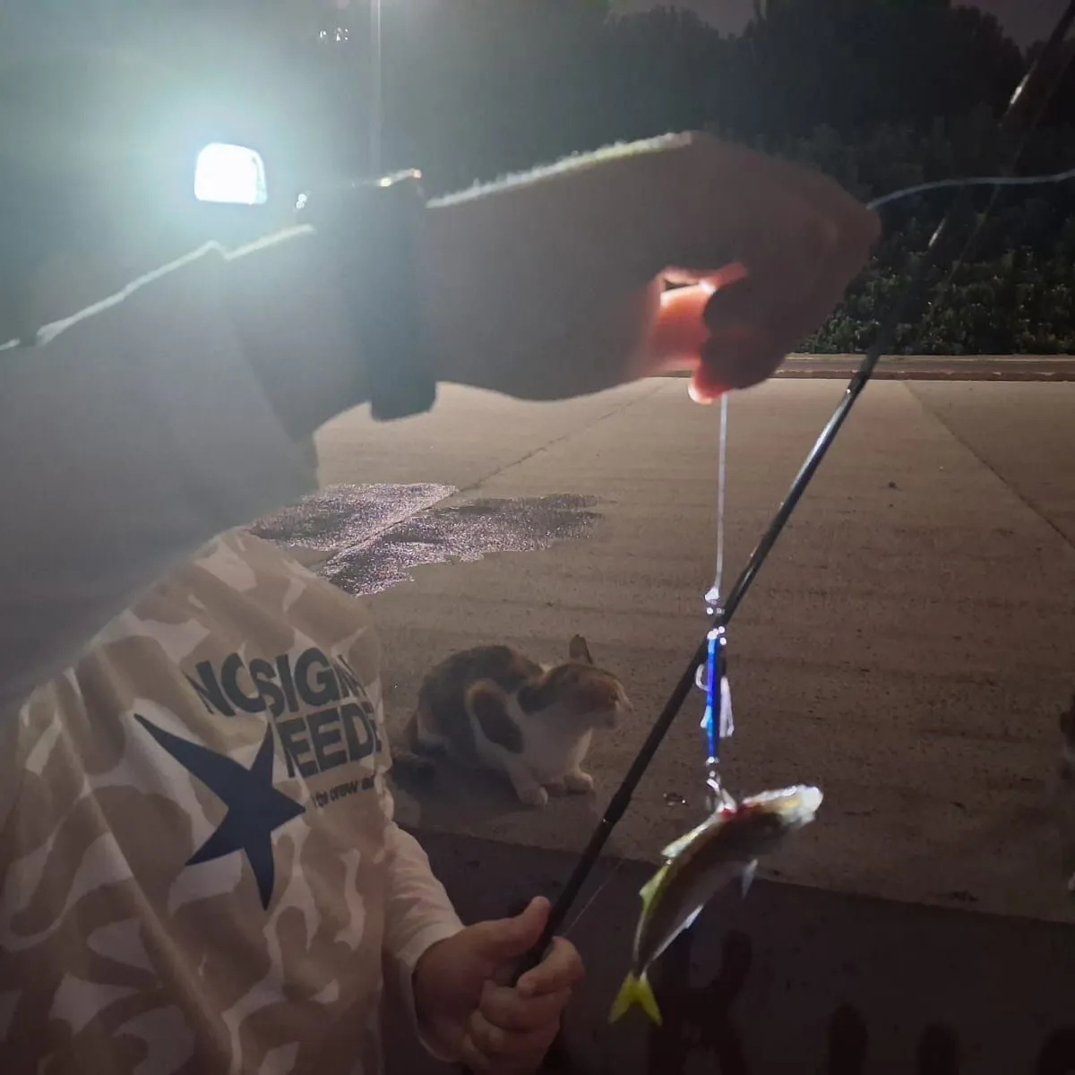 The most recent Atlantic horse mackerel catches on Fishbrain