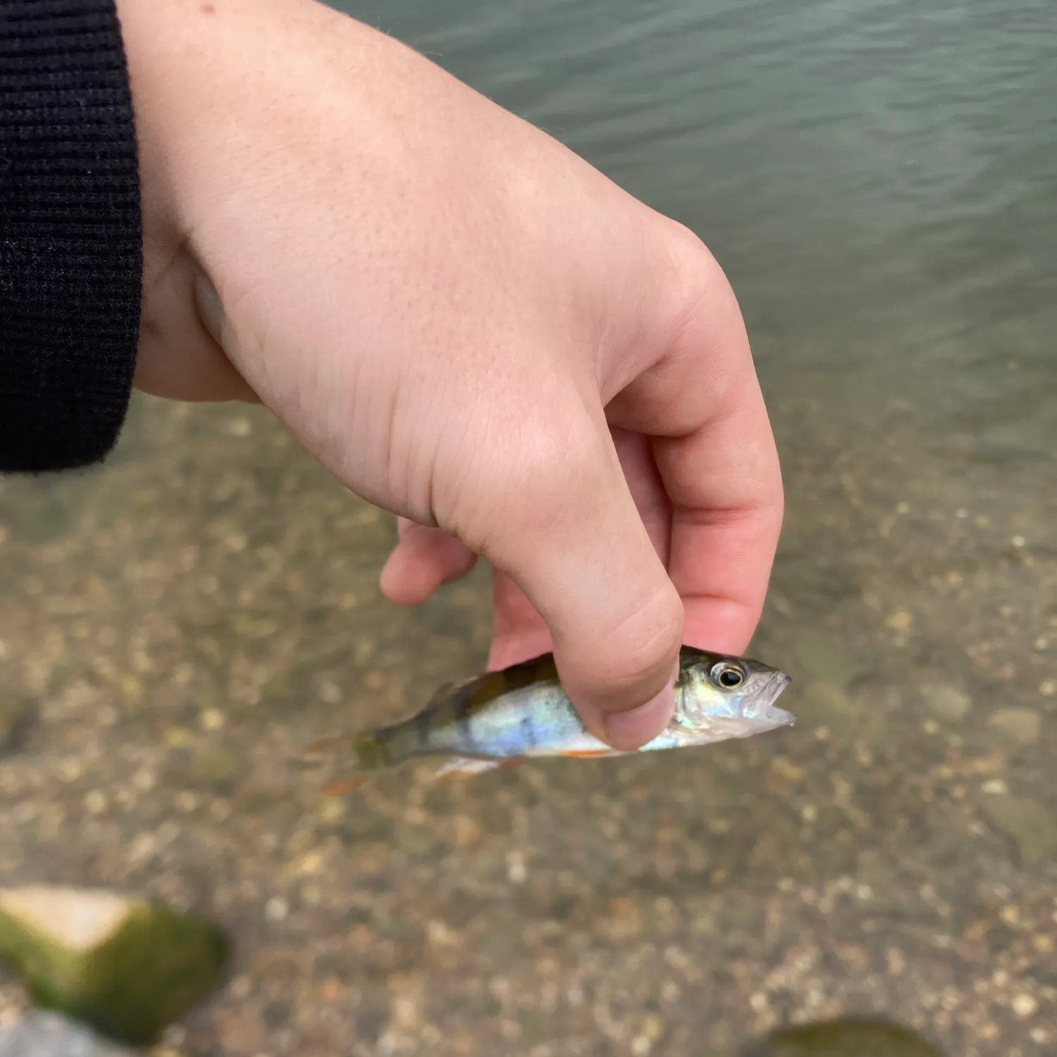 European perch caught on Fishbrain