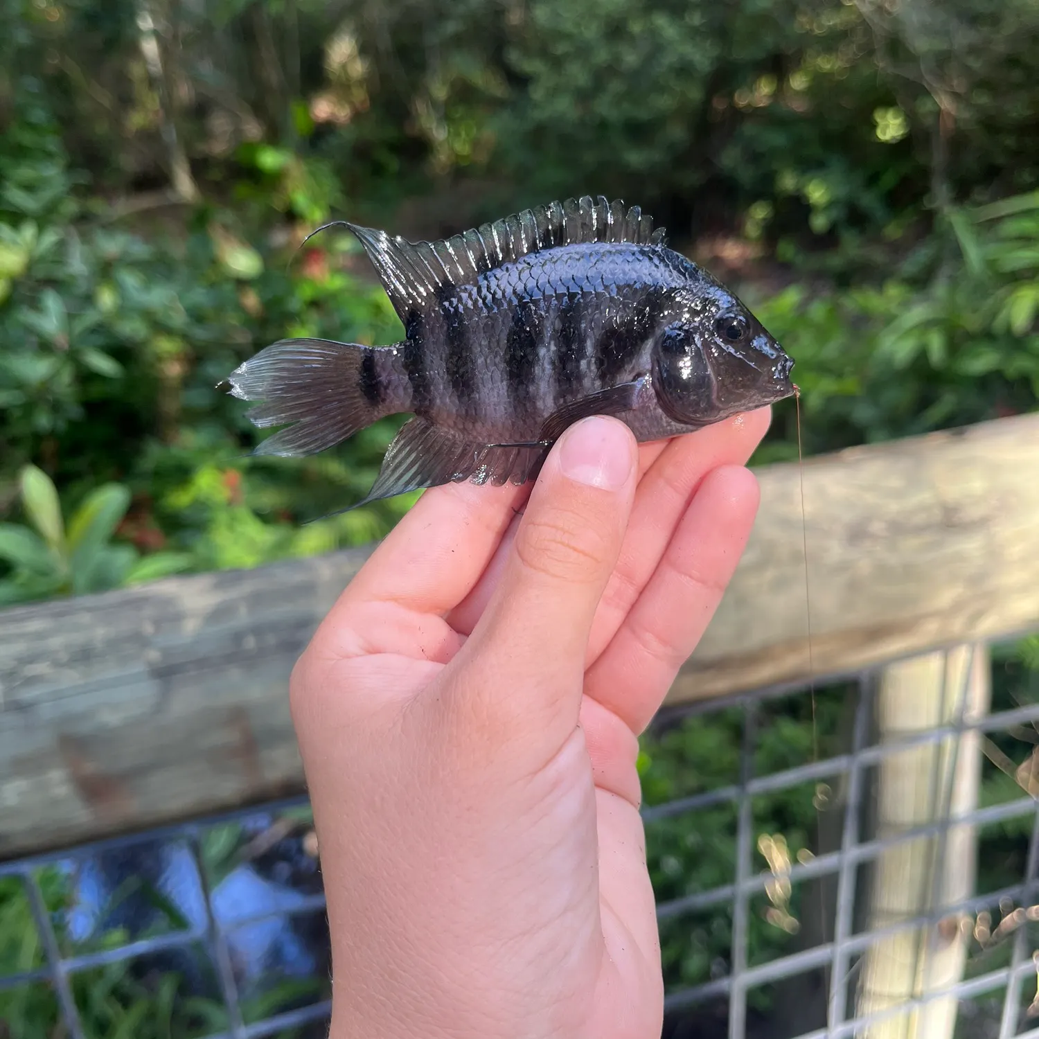 Convict cichlid caught on Fishbrain
