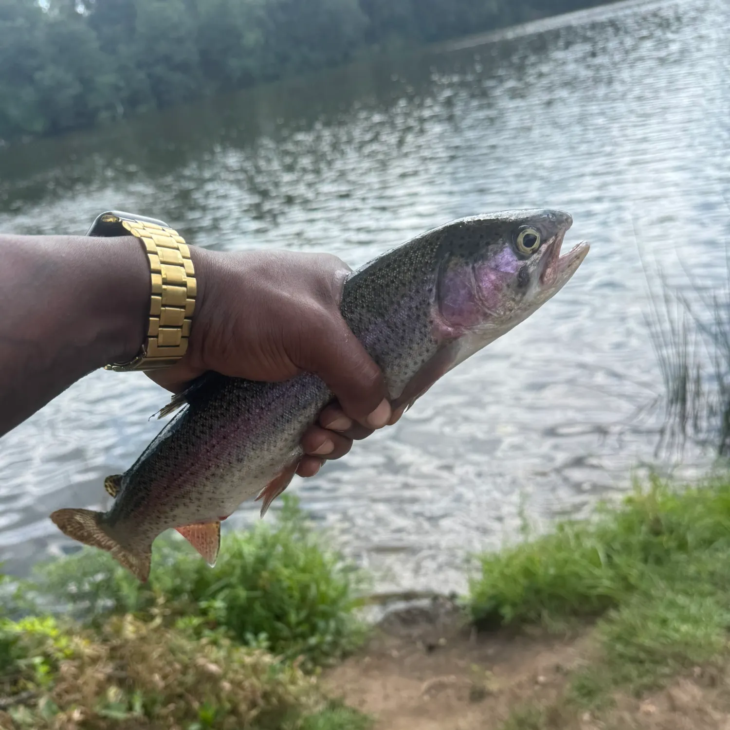 Rainbow trout caught on Fishbrain