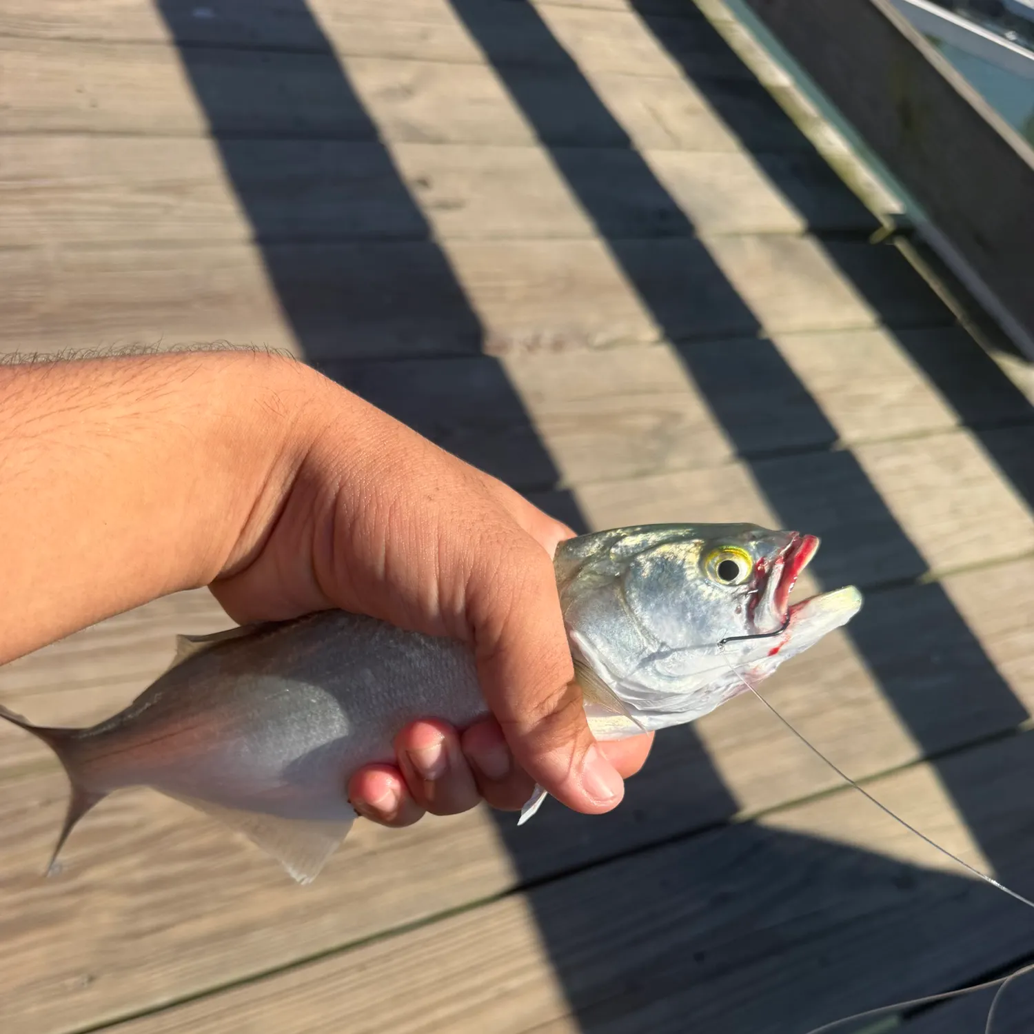 Bluefish caught on Fishbrain
