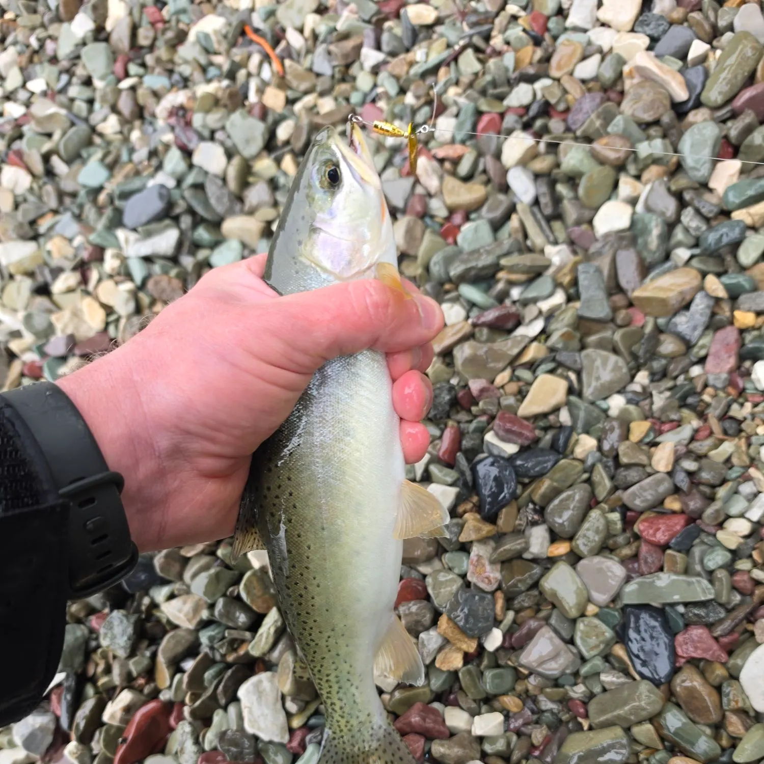 Rainbow trout caught on Fishbrain
