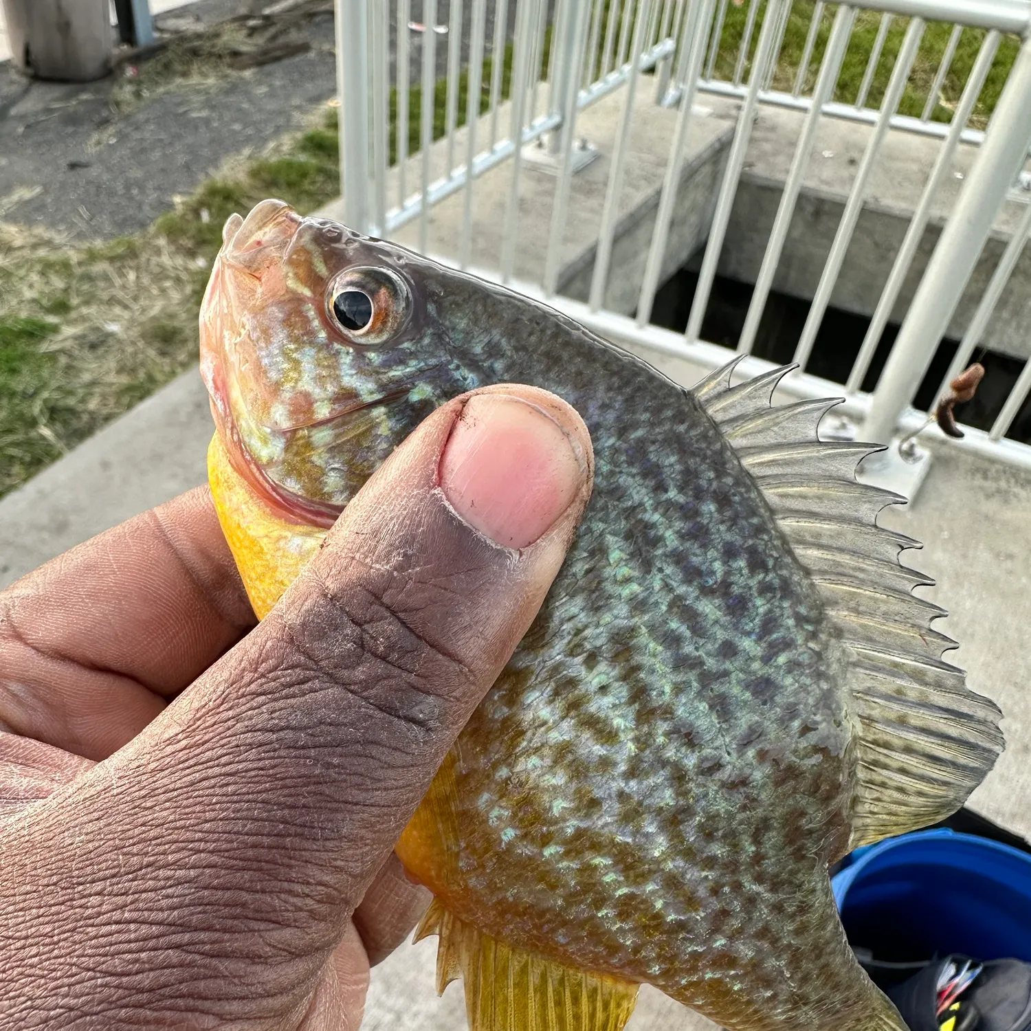 Pumpkinseed caught on Fishbrain