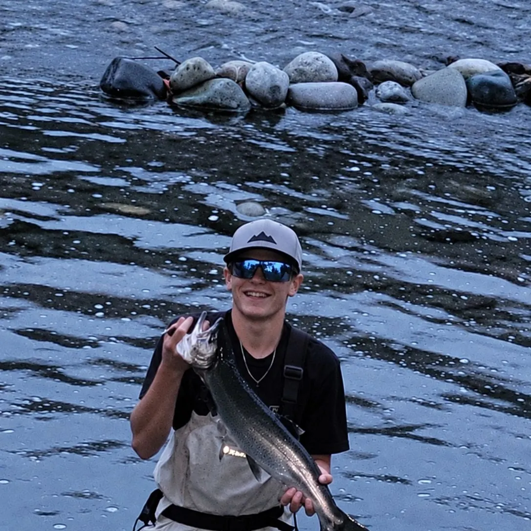 Coho salmon caught on Fishbrain