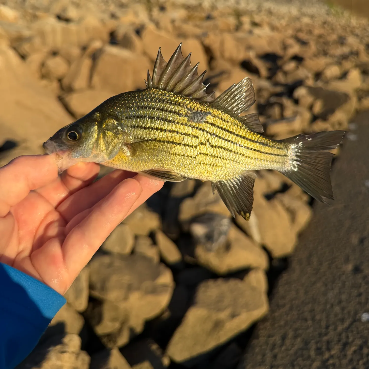 Yellow bass caught on Fishbrain
