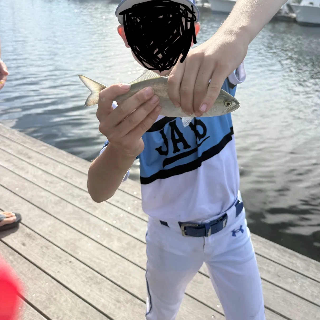 Bluefish caught on Fishbrain