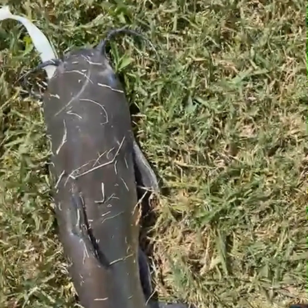 Channel catfish caught on Fishbrain