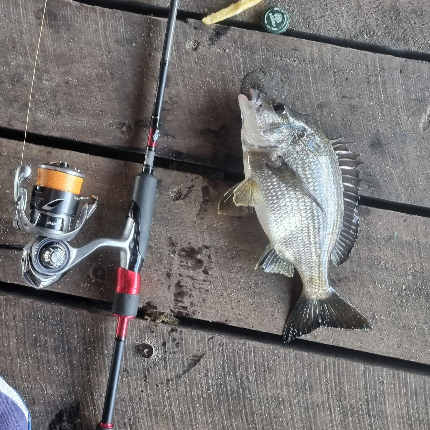 recently logged catches