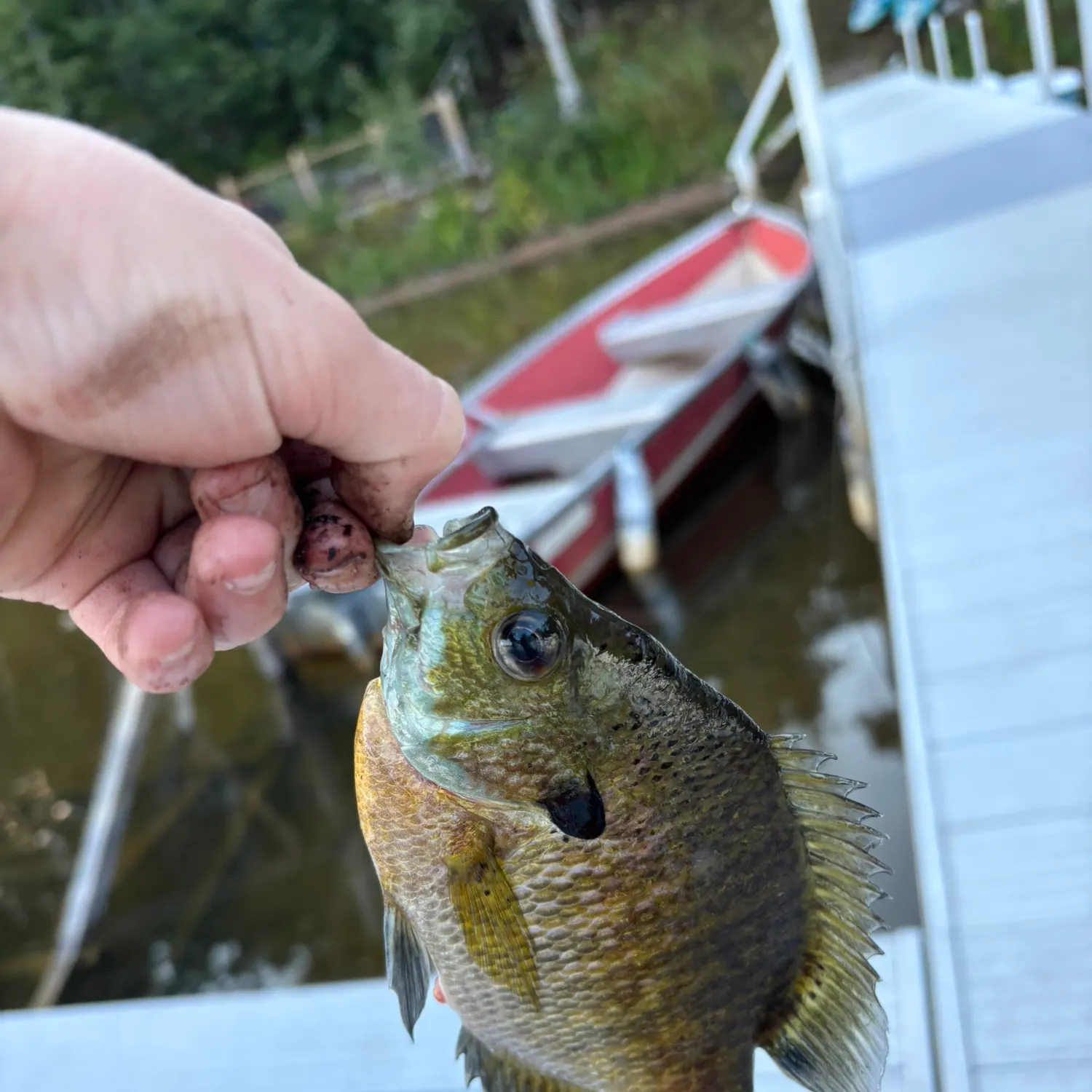 Bluegill caught on Fishbrain