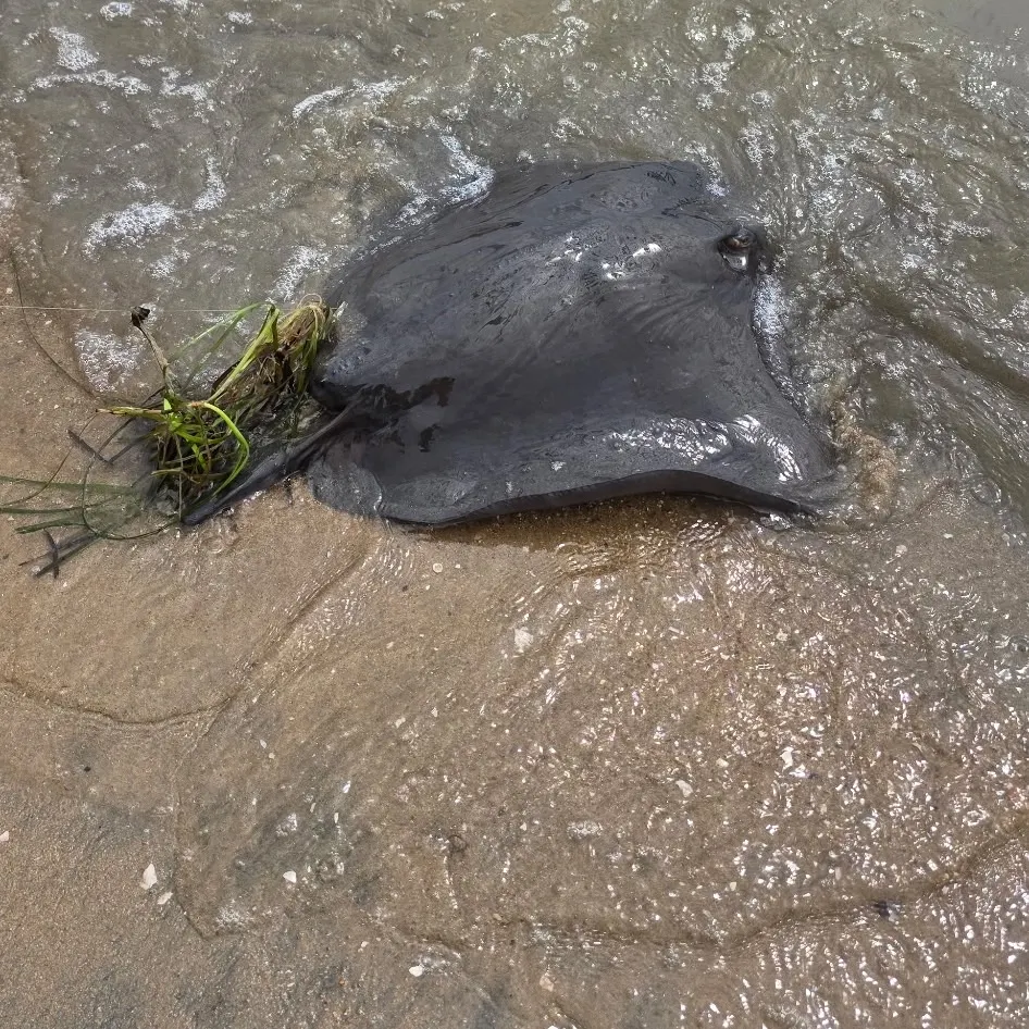 The most recent Short-tail stingray catches on Fishbrain