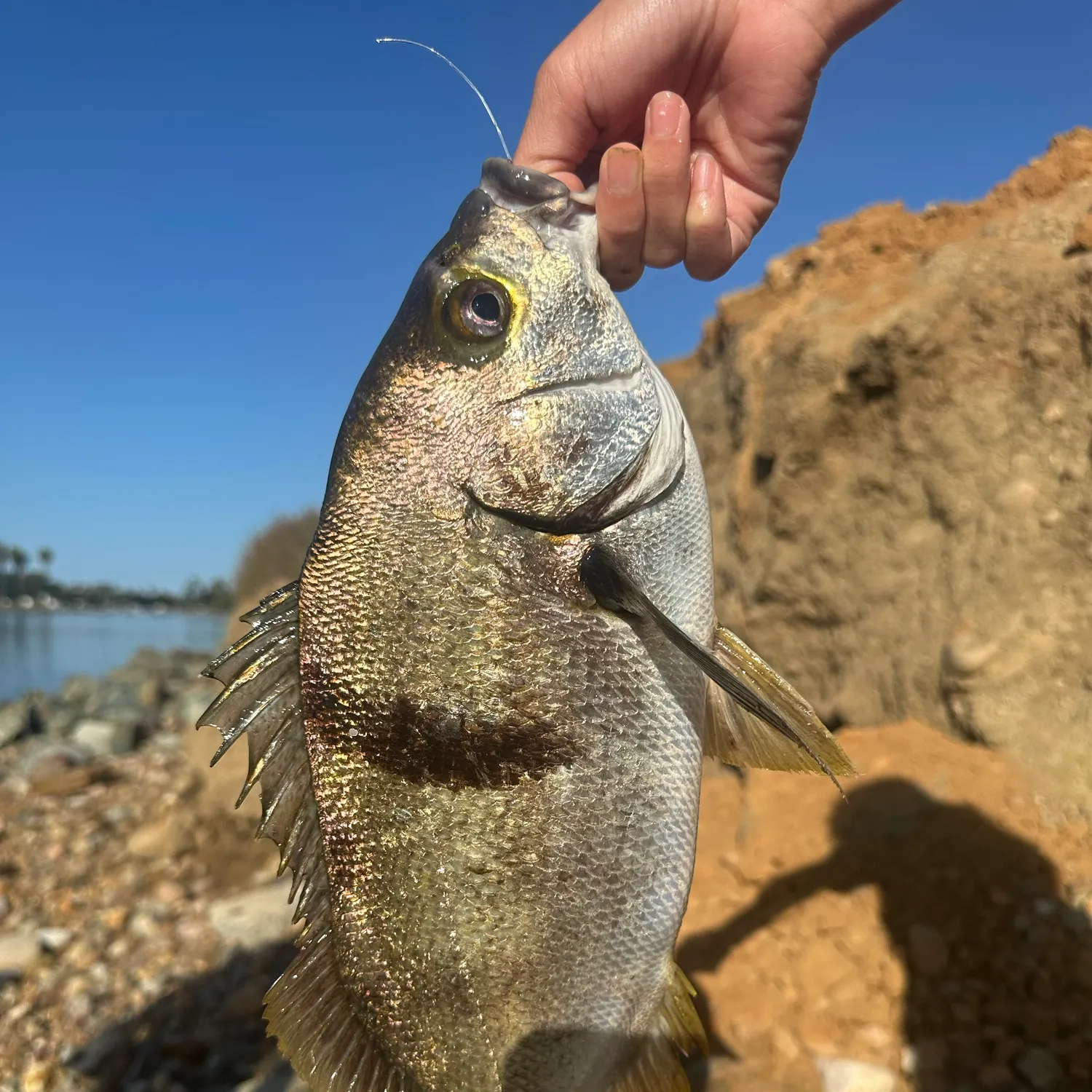 The most recent Sargo catches on Fishbrain